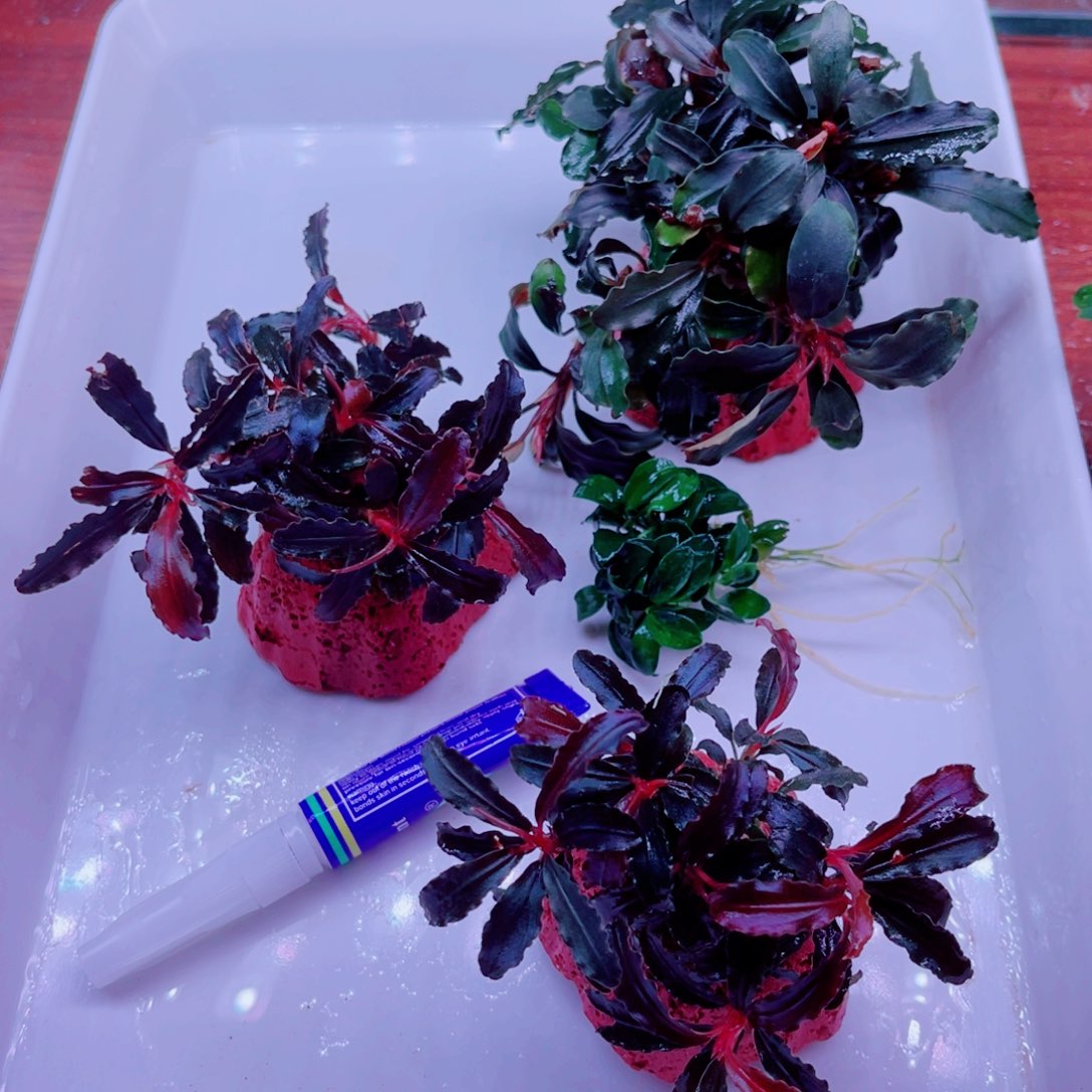 每***用美小呆哇塞套餐一份