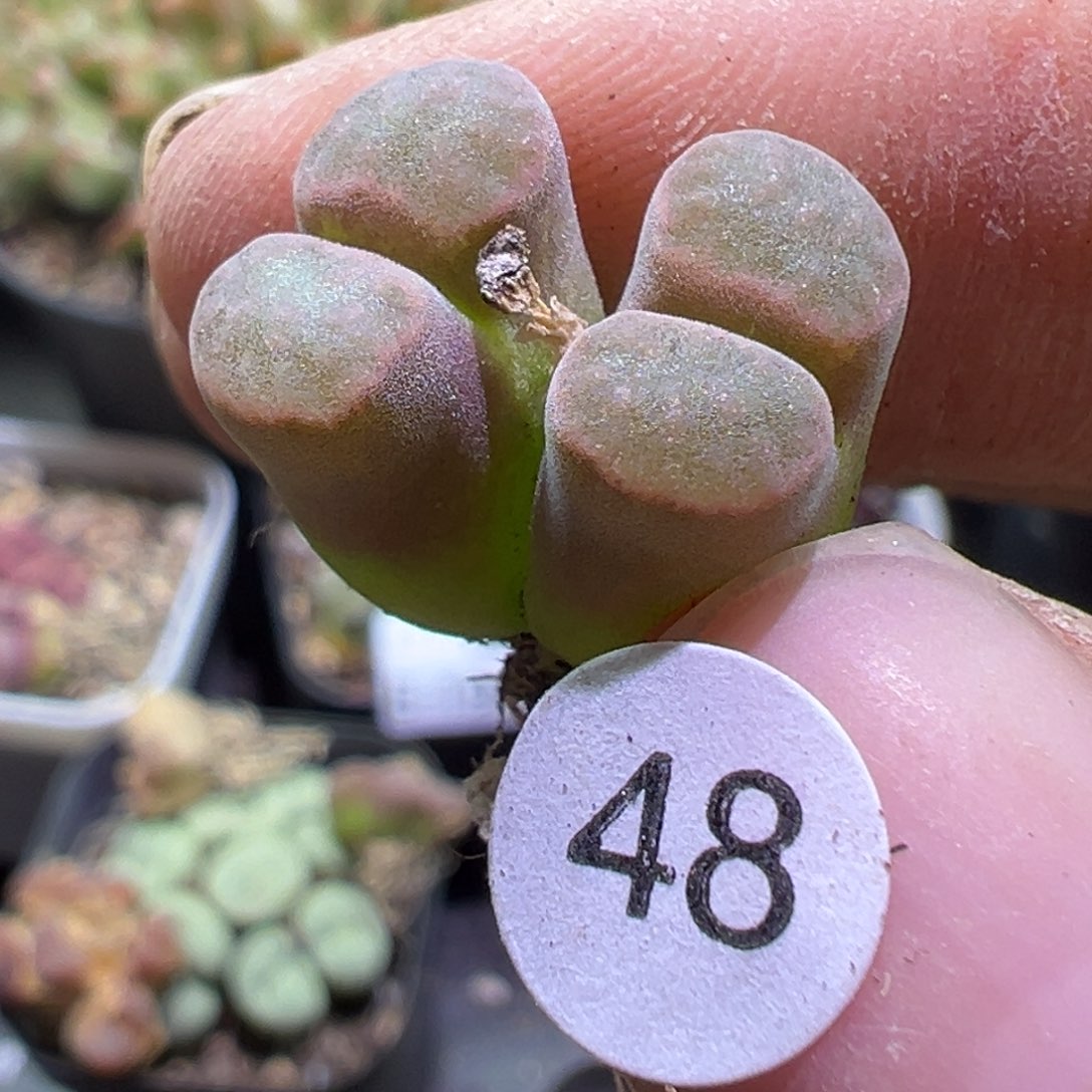 多肉植物111111111111111111