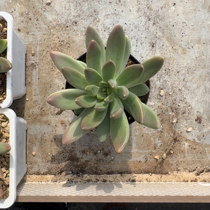 橙色奇迹 单头  一物一拍