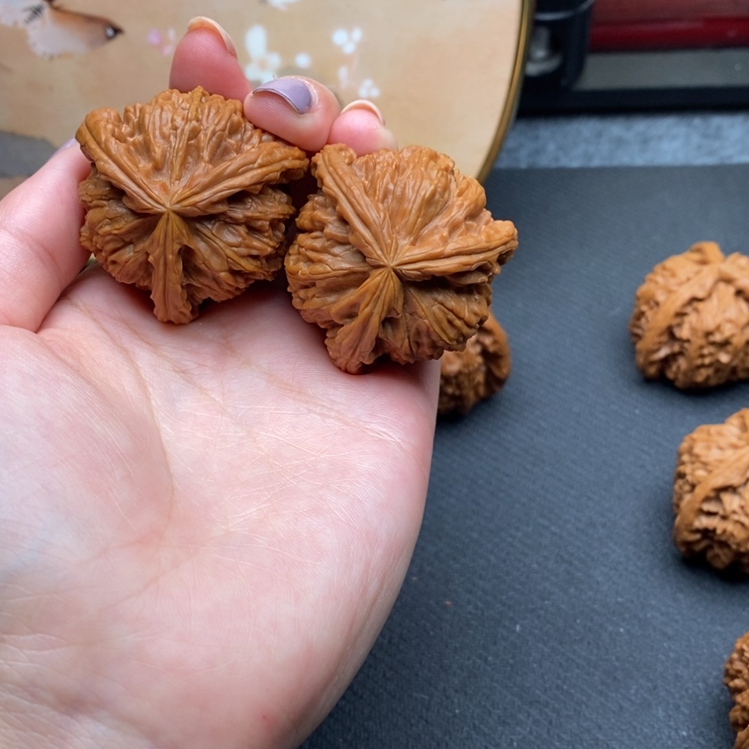 生*白狮子1111111111