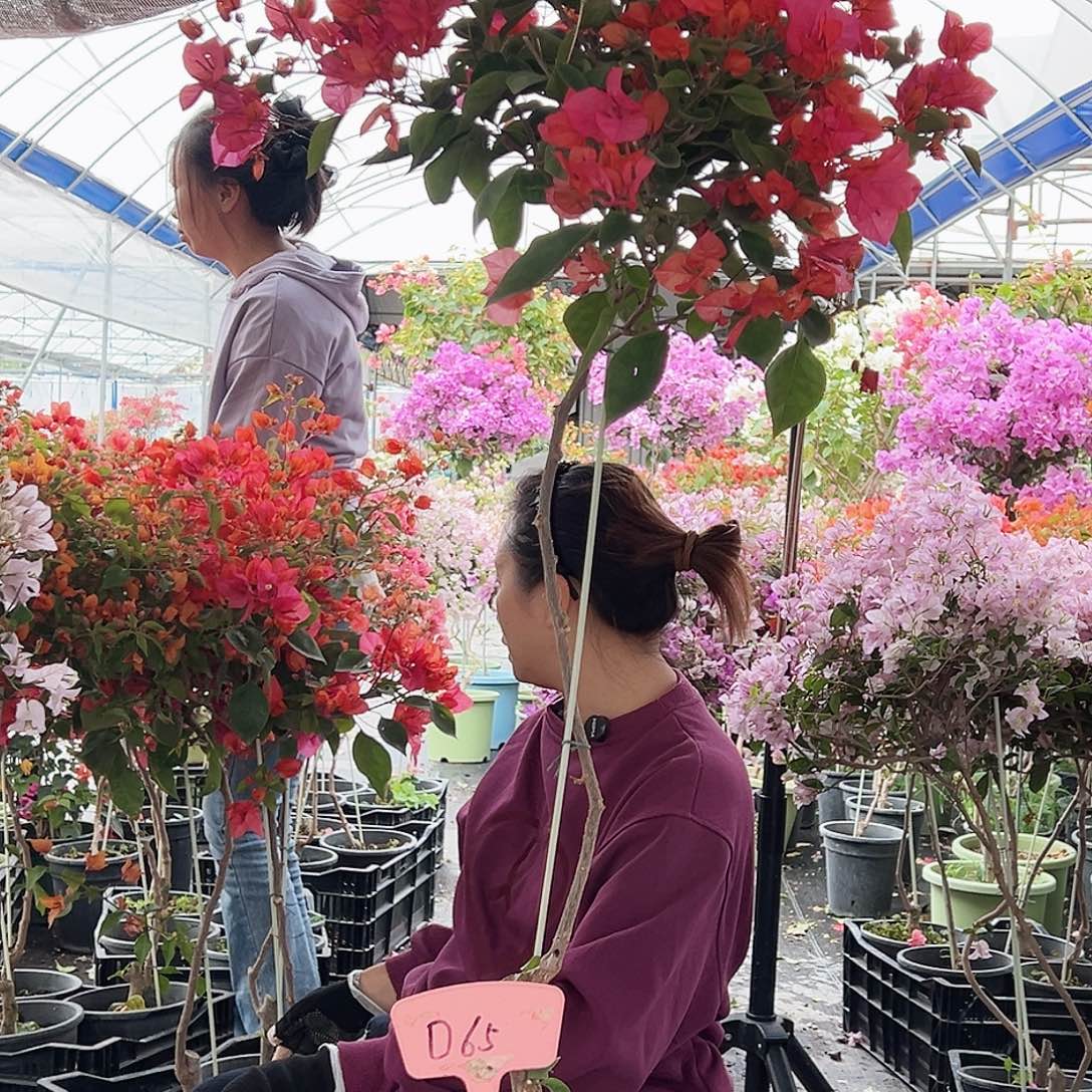 老****大部分花苞少量开放D65同安红