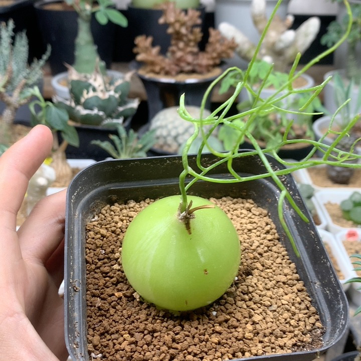 大苍角殿多肉脱土4.4cm