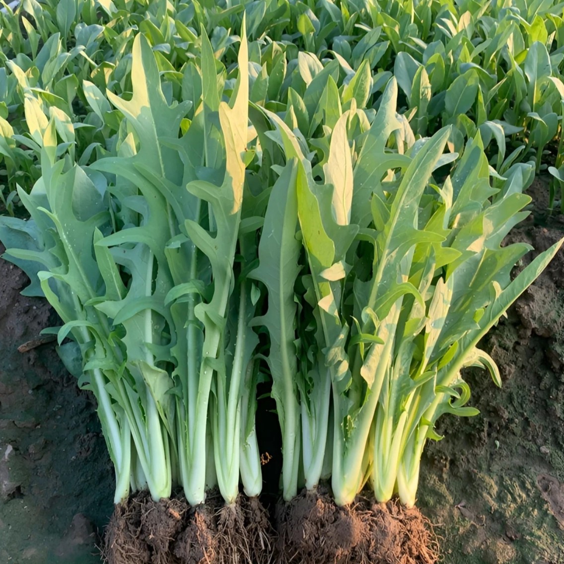 正宗广西博白甜麦菜种苗