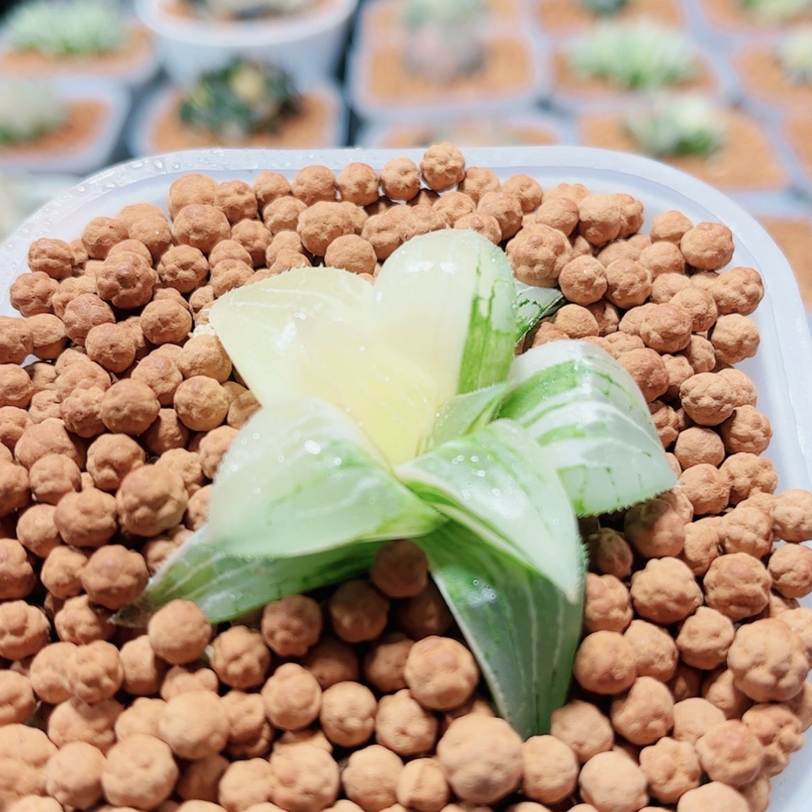 【闪购商品】实生寿锦