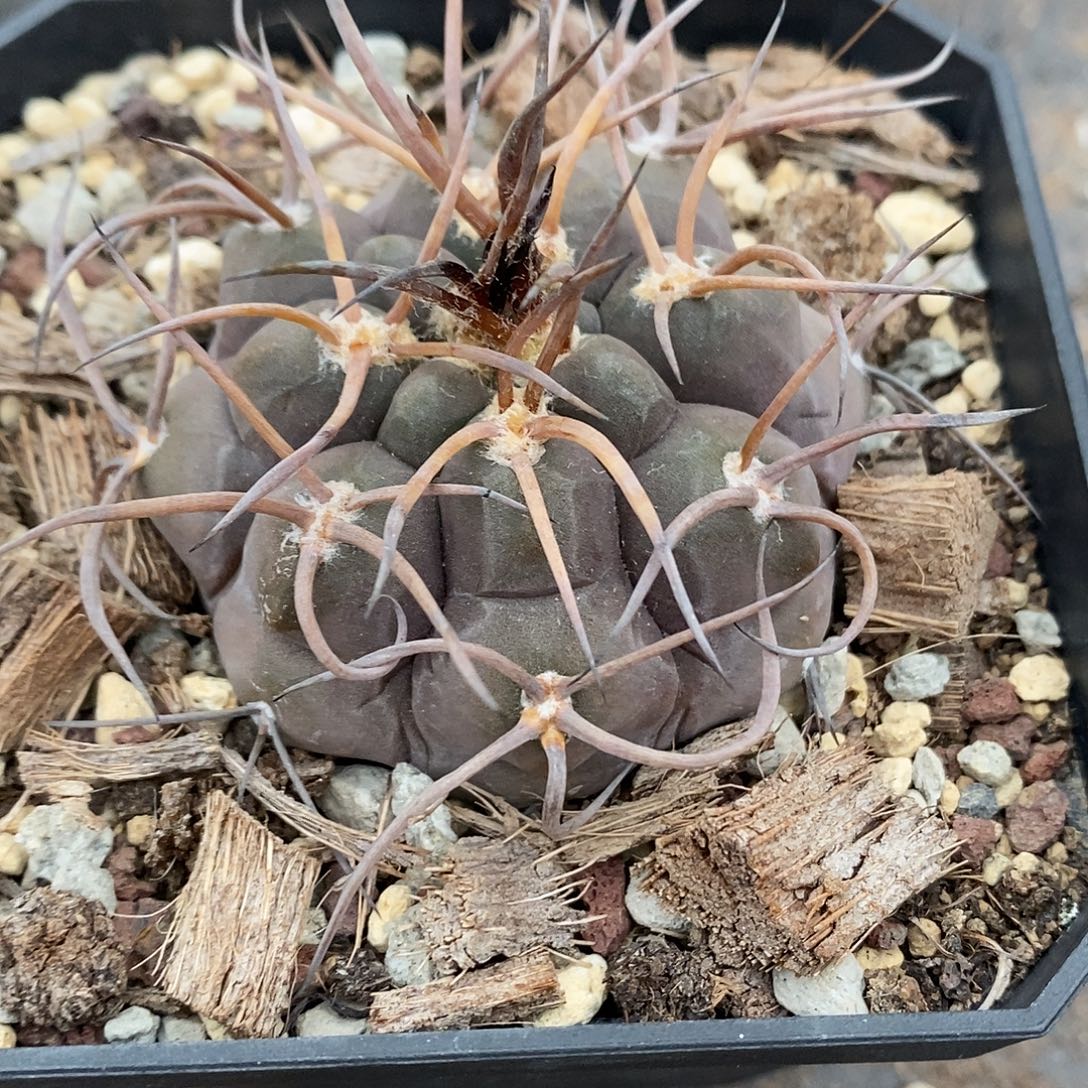 实生  守金摩天龙6公分左右一物一拍