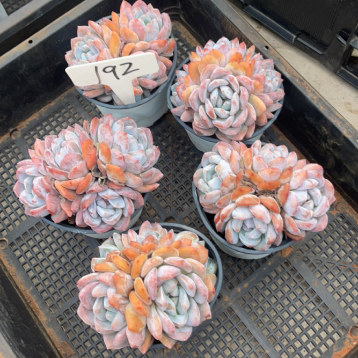 多肉植物综合照片7号链接盆栽192号5颗