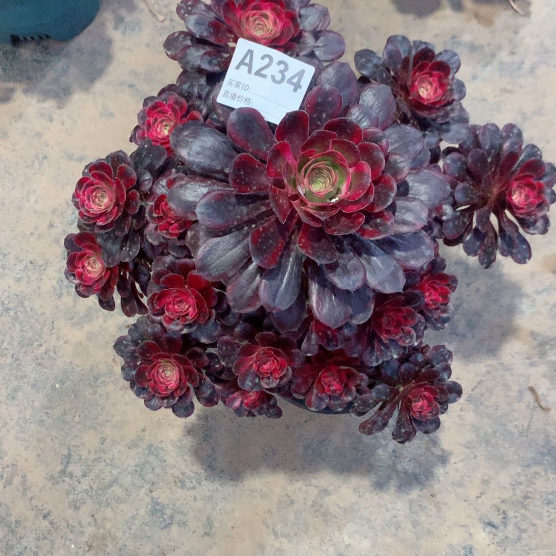 丽娜法师多肉234