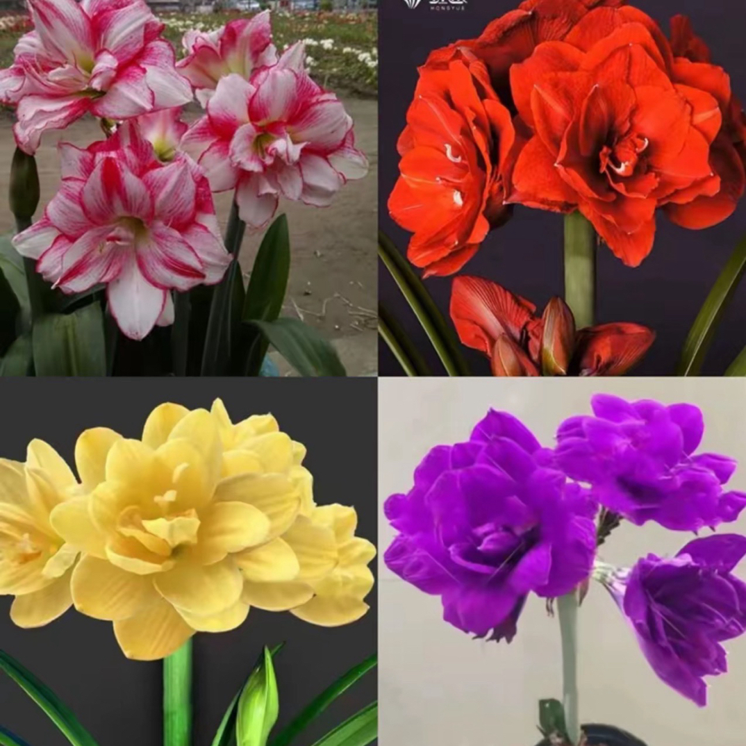 （4个不同品种4厘米）重瓣朱顶红种球懒人花卉室内外盆栽