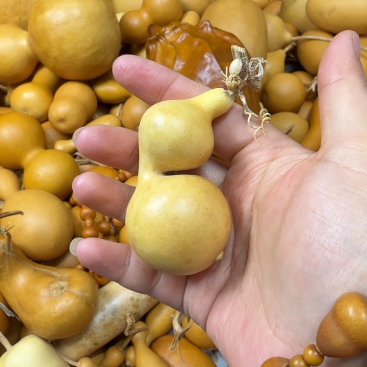 逍***～竹类绿皮蚂蚁葫芦