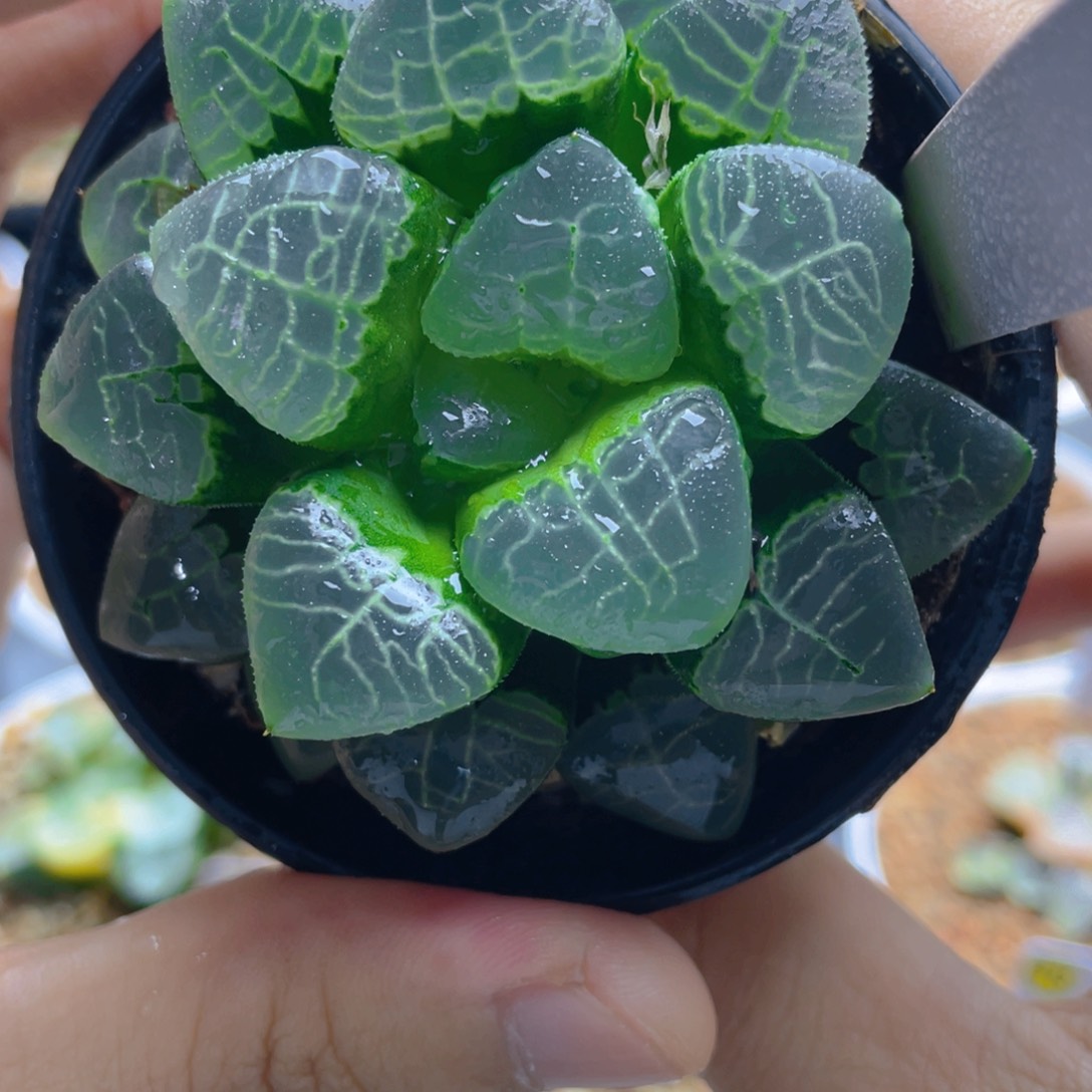 23.十二卷祥云克。 