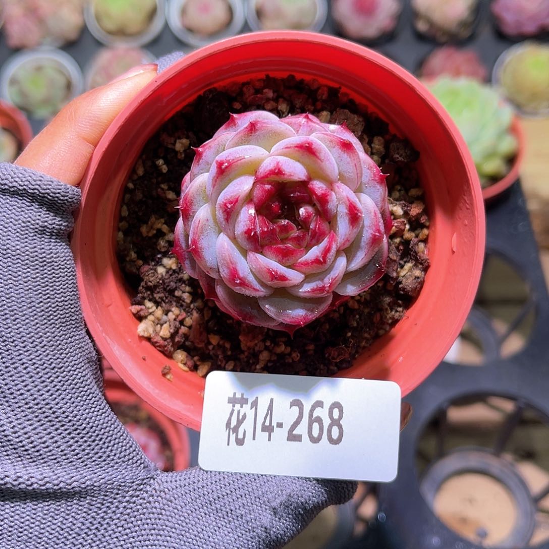 花14-268天鹅绒单头