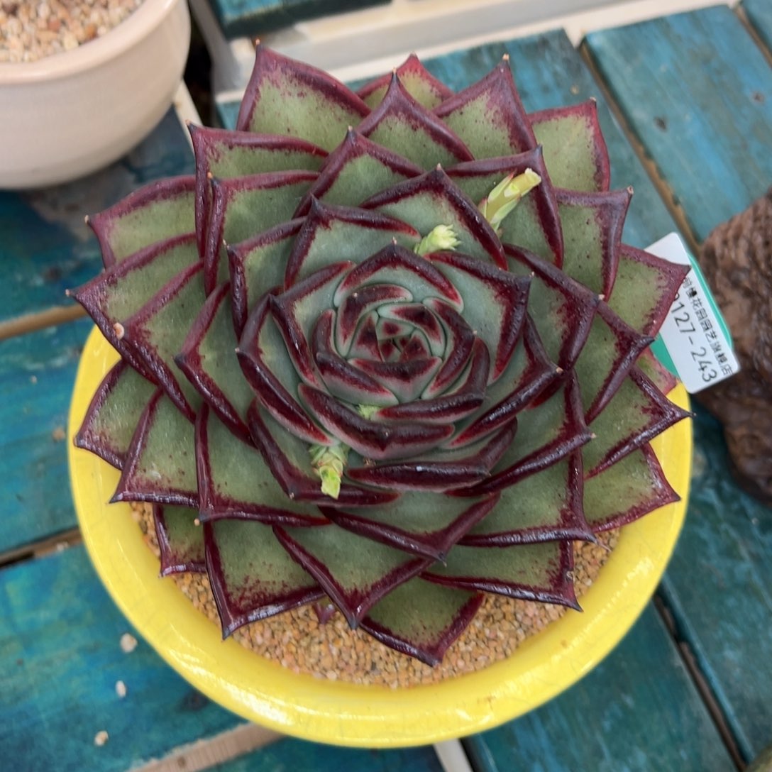 多肉一物一拍0127-243