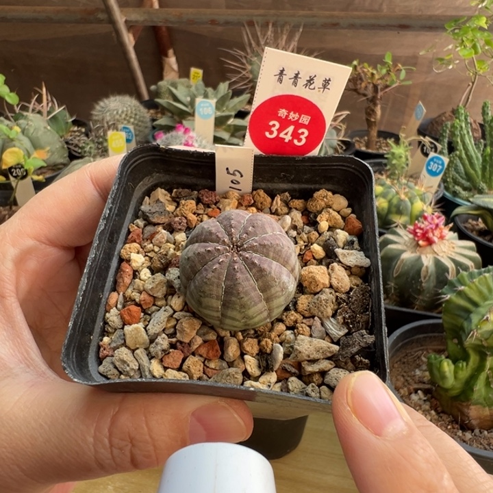 实生胭脂布纹球2.9cm