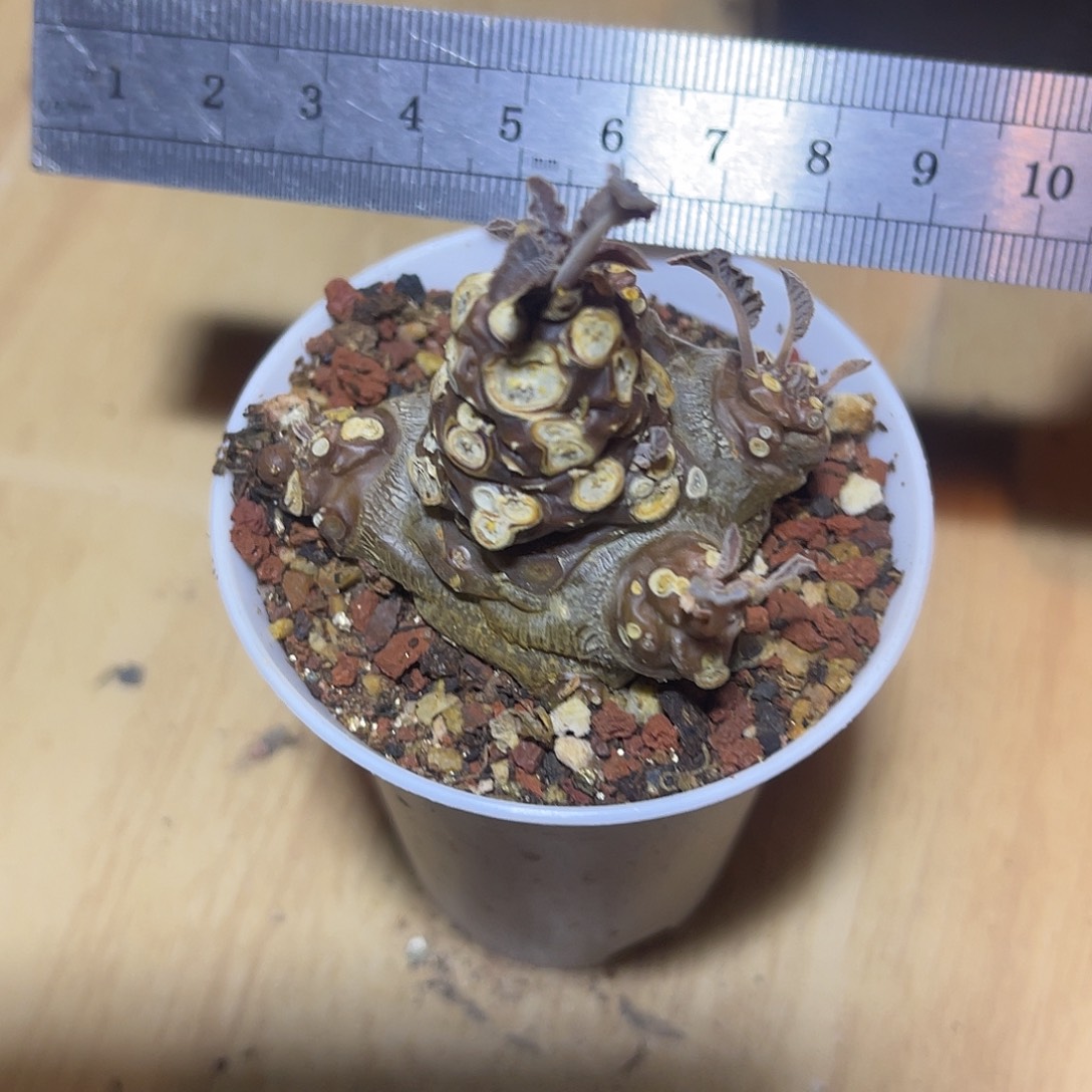 实生琉桑块根一物一拍