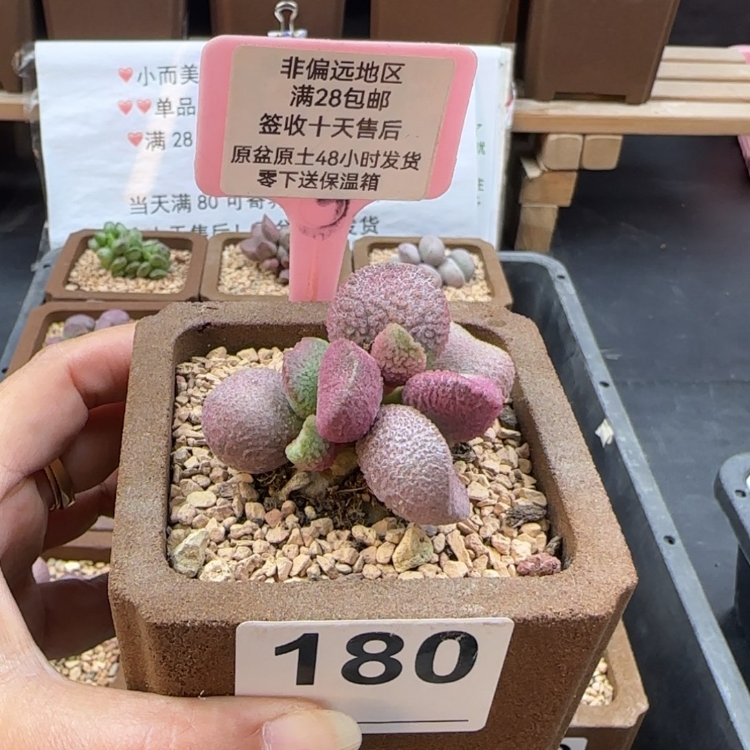 *****180赛猪肝多肉植物