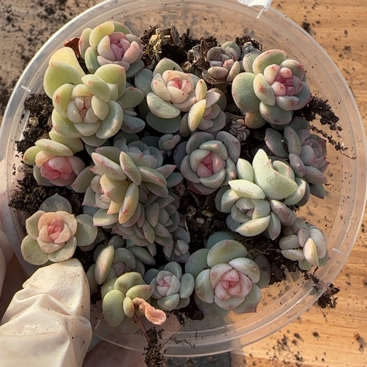 34王者系列多肉一盒