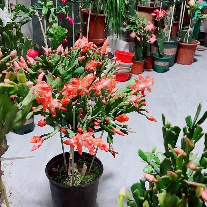 花***.叶仙嫁接蟹爪爪