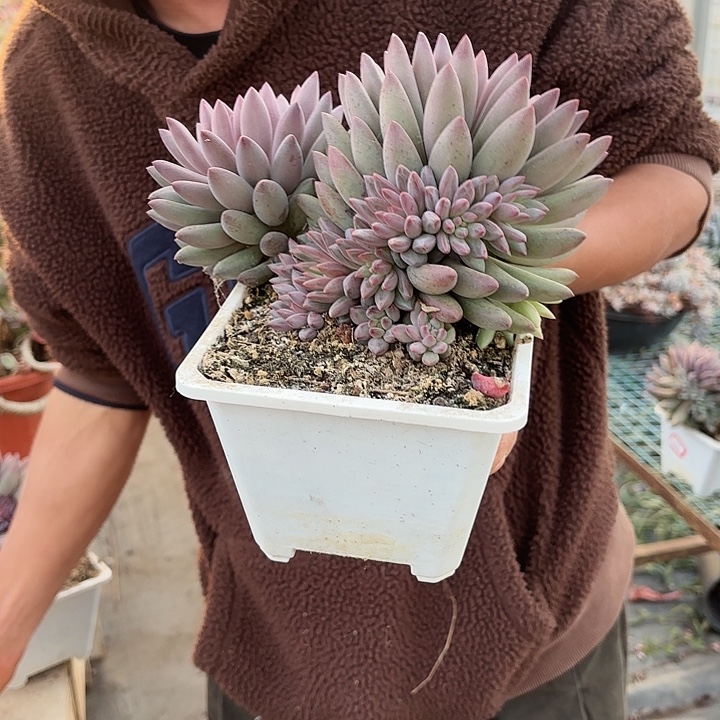 一物一拍多肉植物号流沙虞103