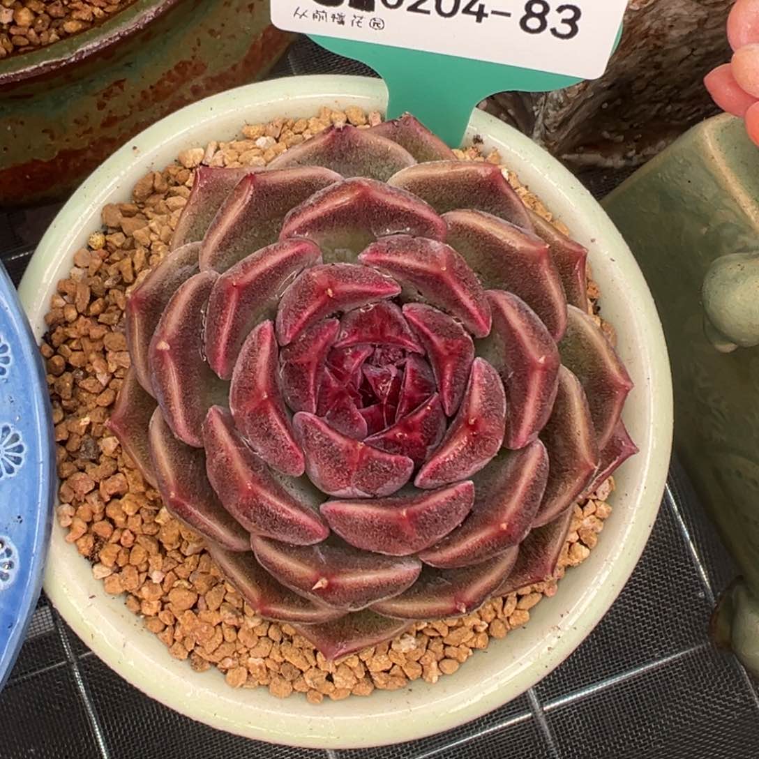 多肉一物一拍0204-83