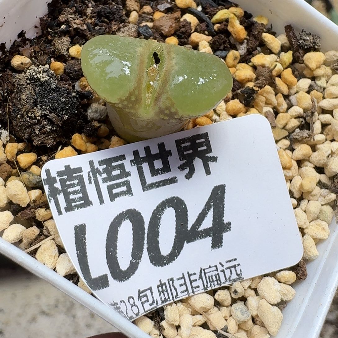 多肉植物的人生fbb