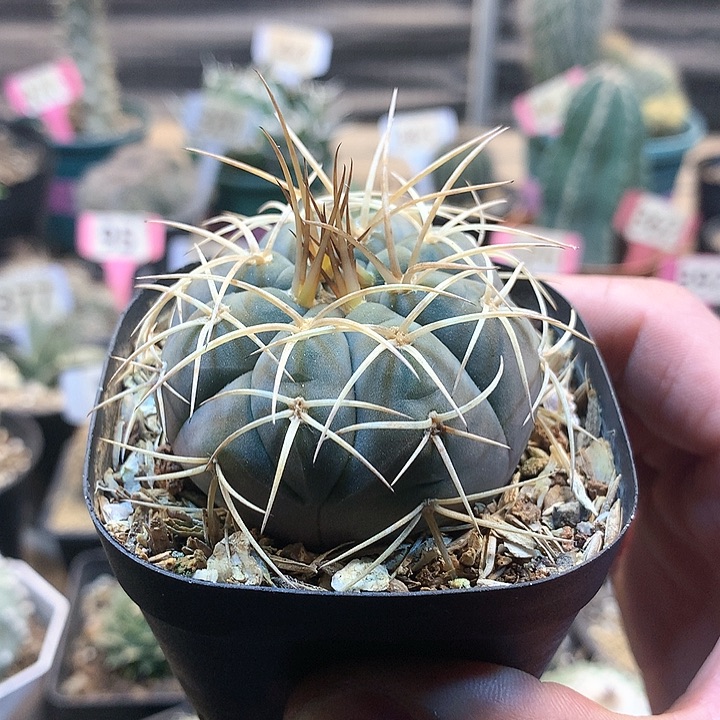 实生光灵玉，，，，，，，，，，，，