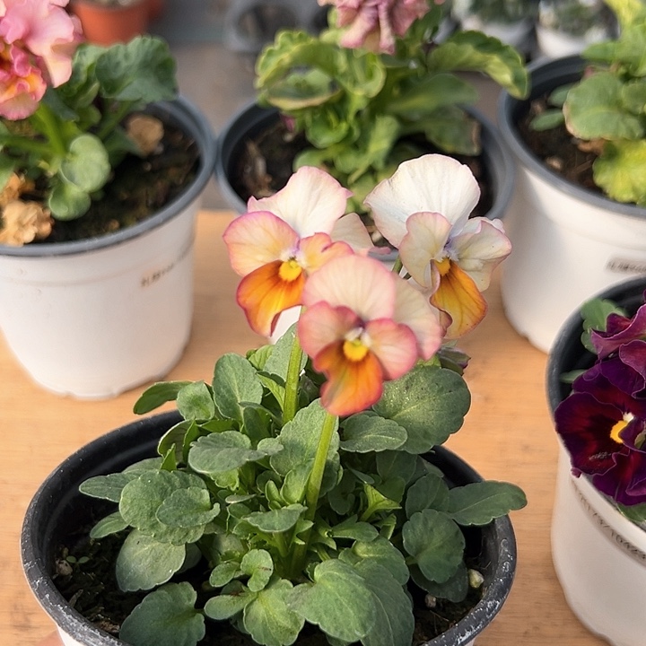 红陶抖音直播闪拍87