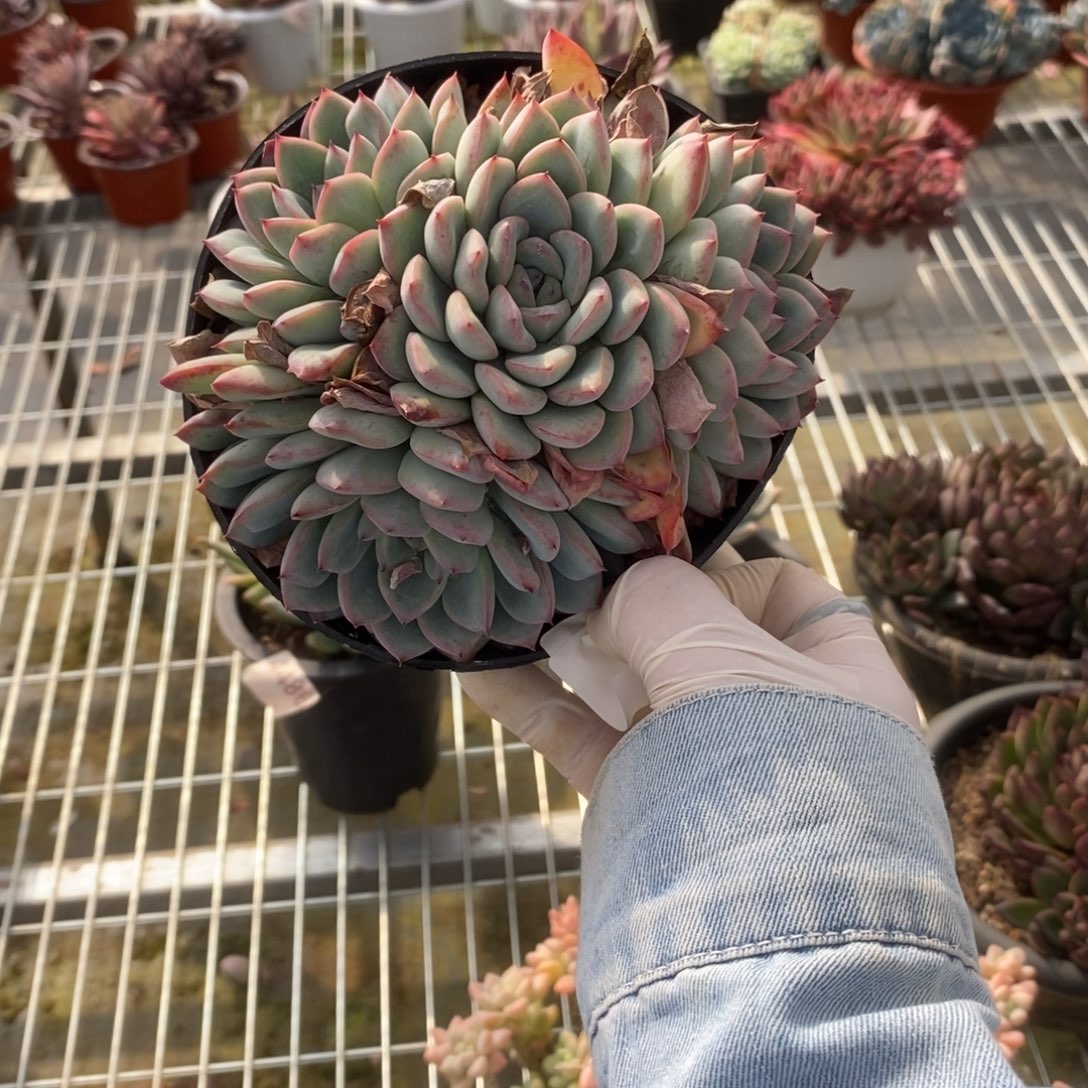 一***叶4293荷花多头一物一拍