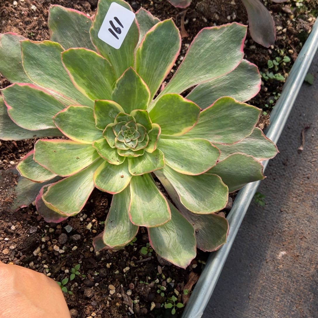 161恶魔之眼多肉多肉多肉