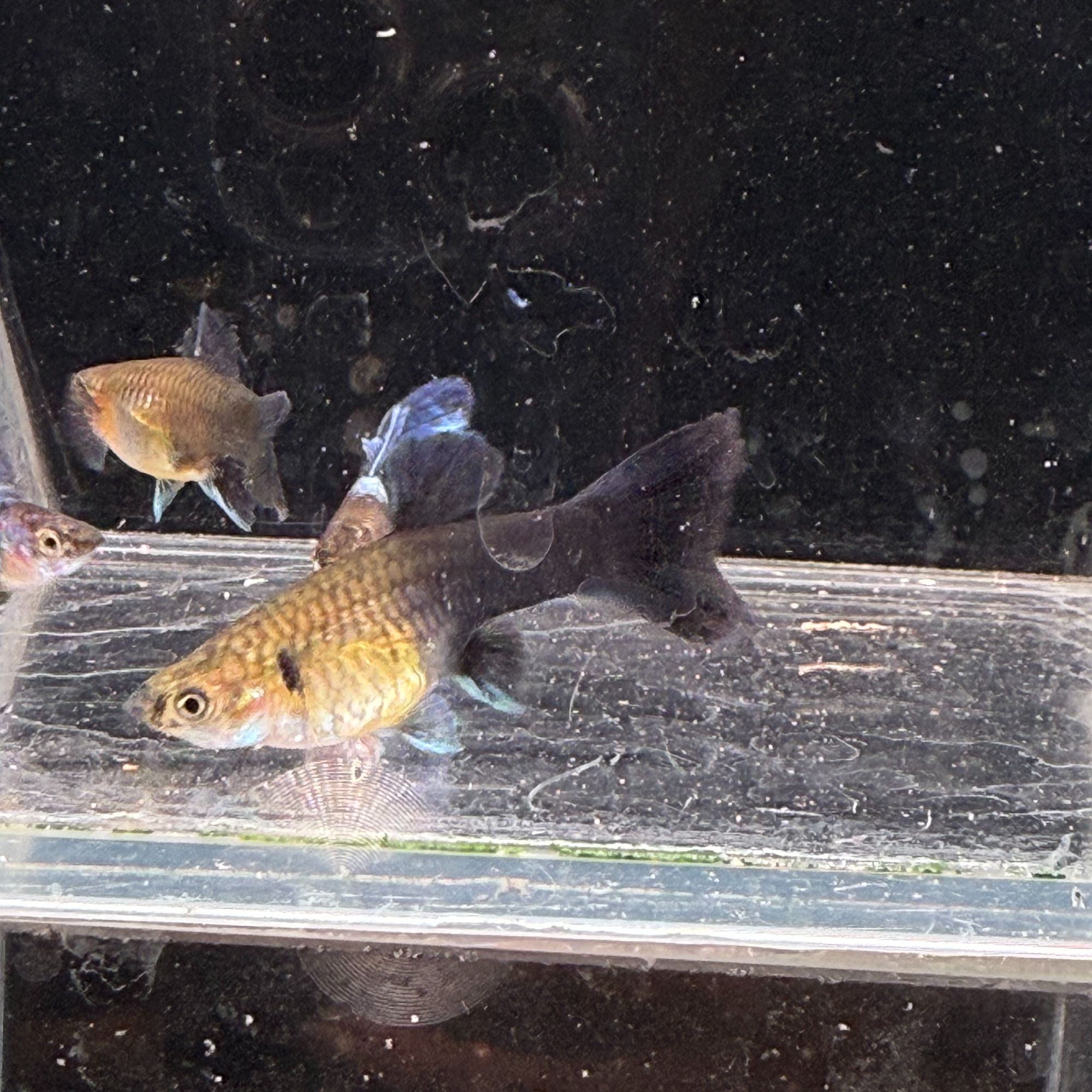 蓝礼服孔雀鱼【无开箱视频不报损】