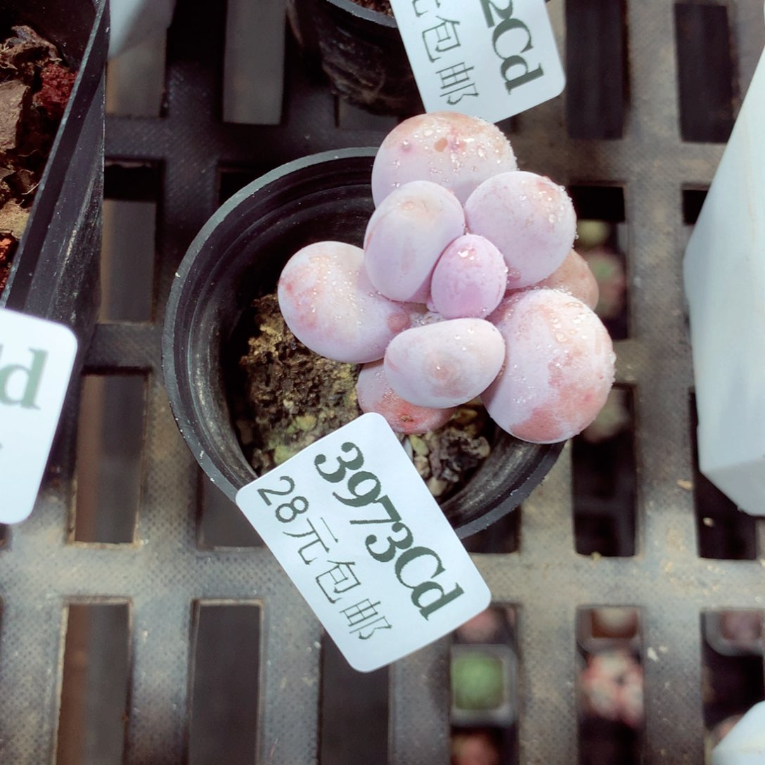 5厘米盆精控多肉3973