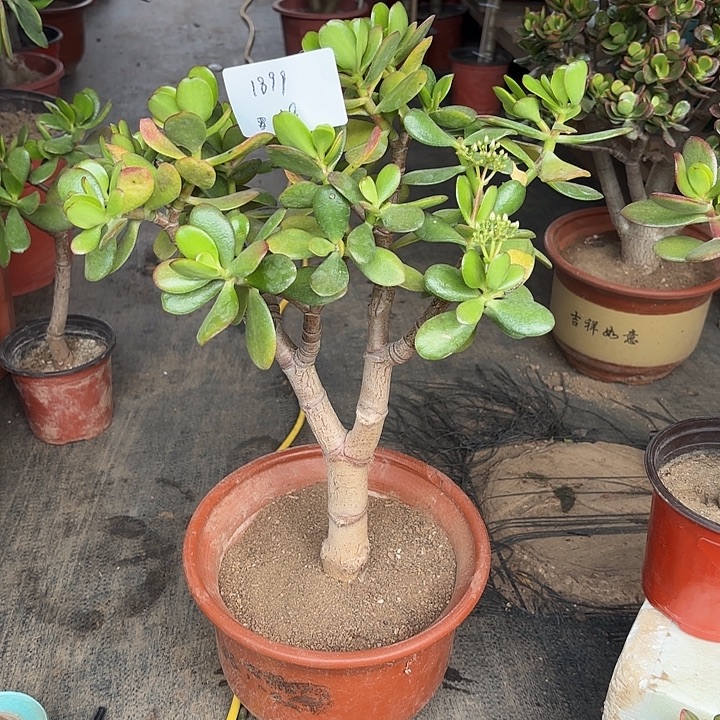 曼***花当前无花栽培后可以开花韩国紫叶58