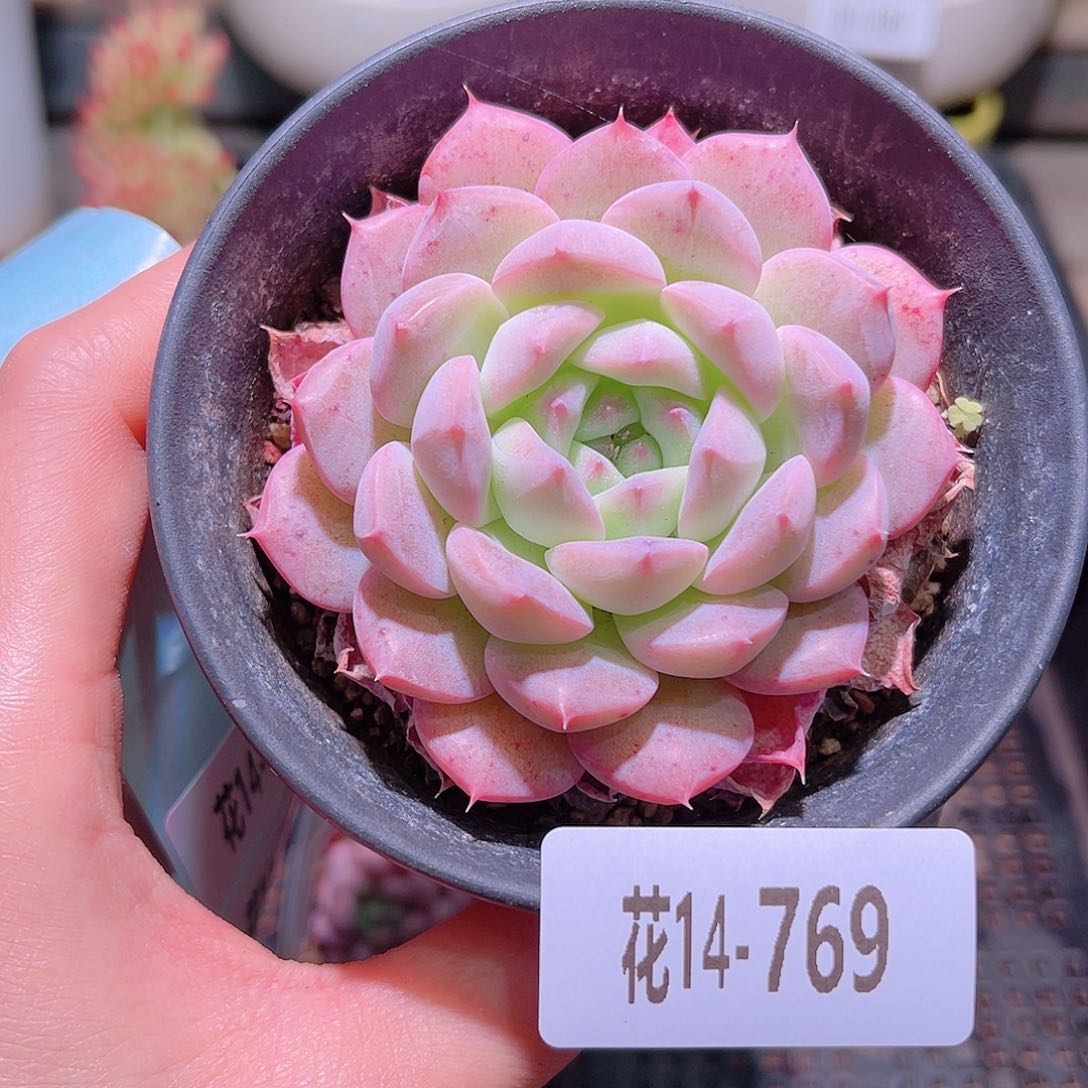 花利美14-769白桃汽水