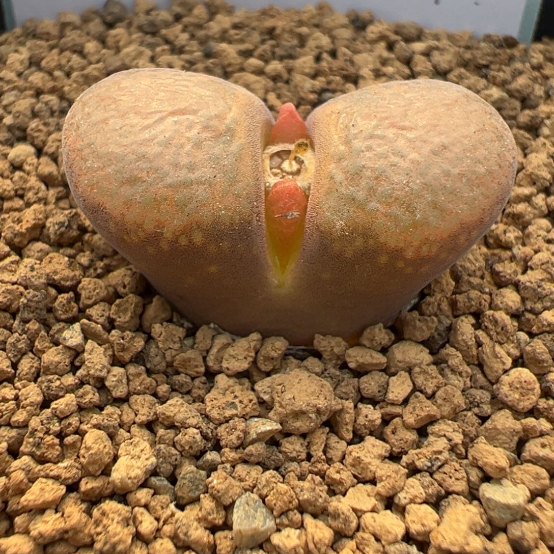 13-05肉锥多肉植物