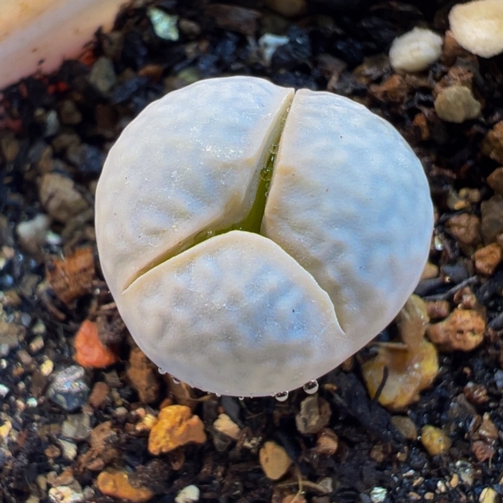 682多肉植物种类多样