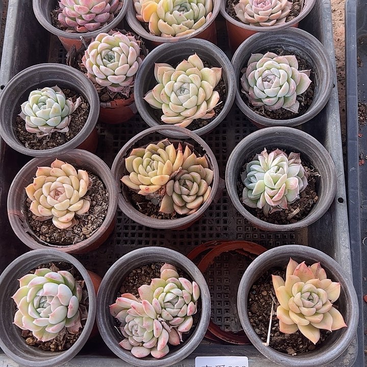 直播福利一物一拍333