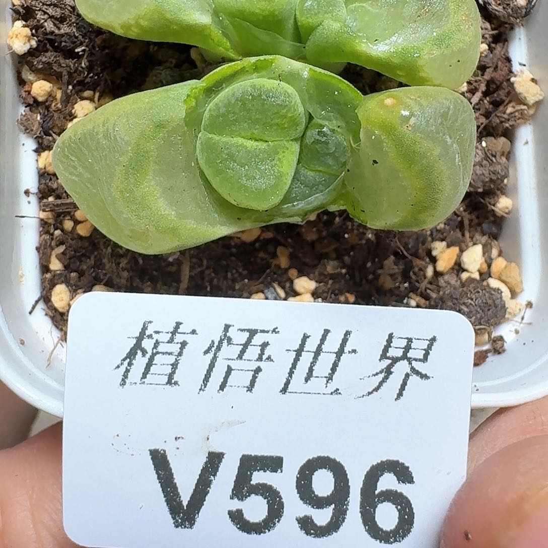 596号多肉植物哇f g