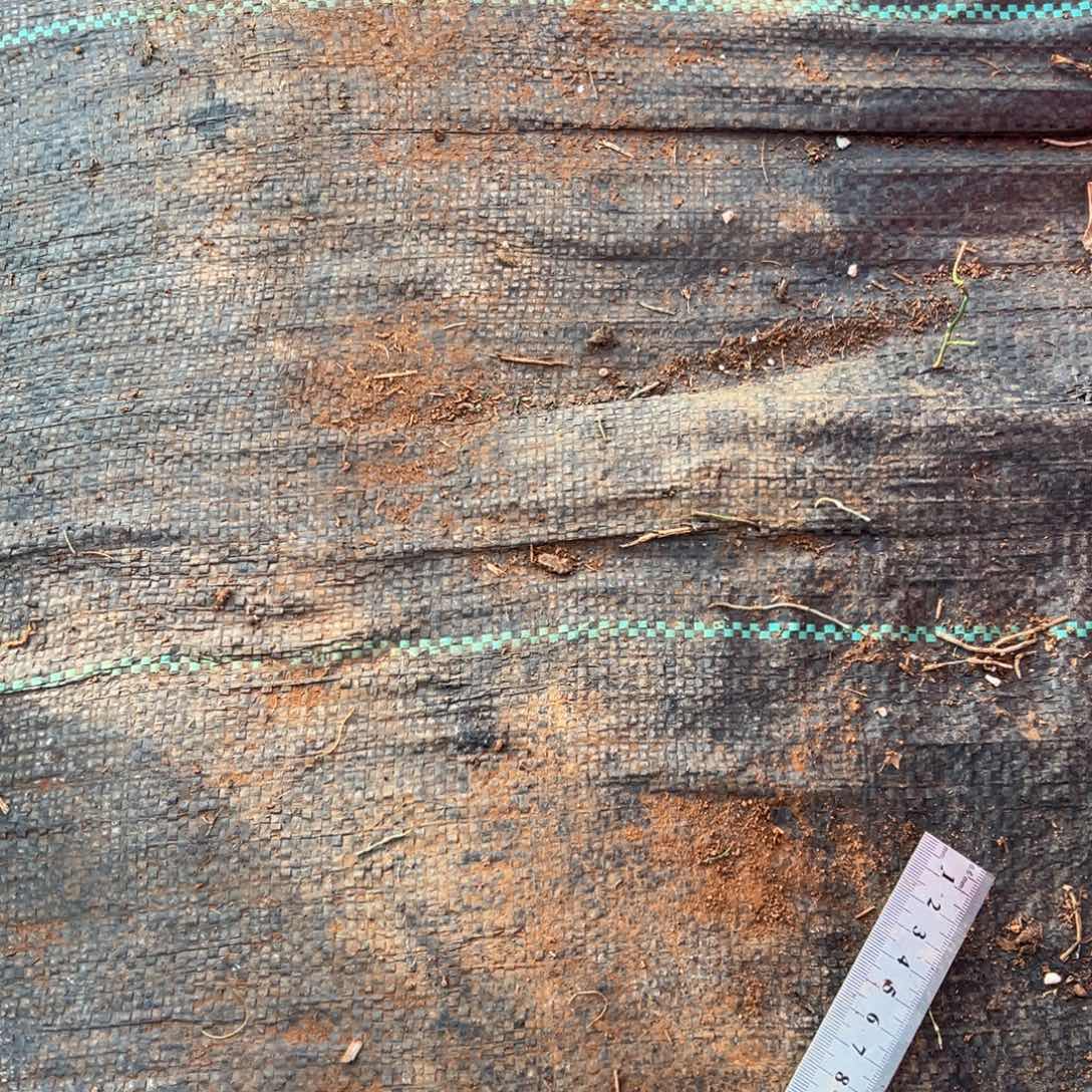 小**m多肉植物寄养5元快递费