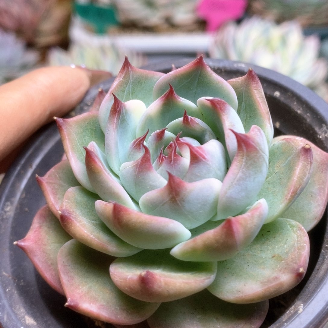 170锦锦锦锦锦锦锦