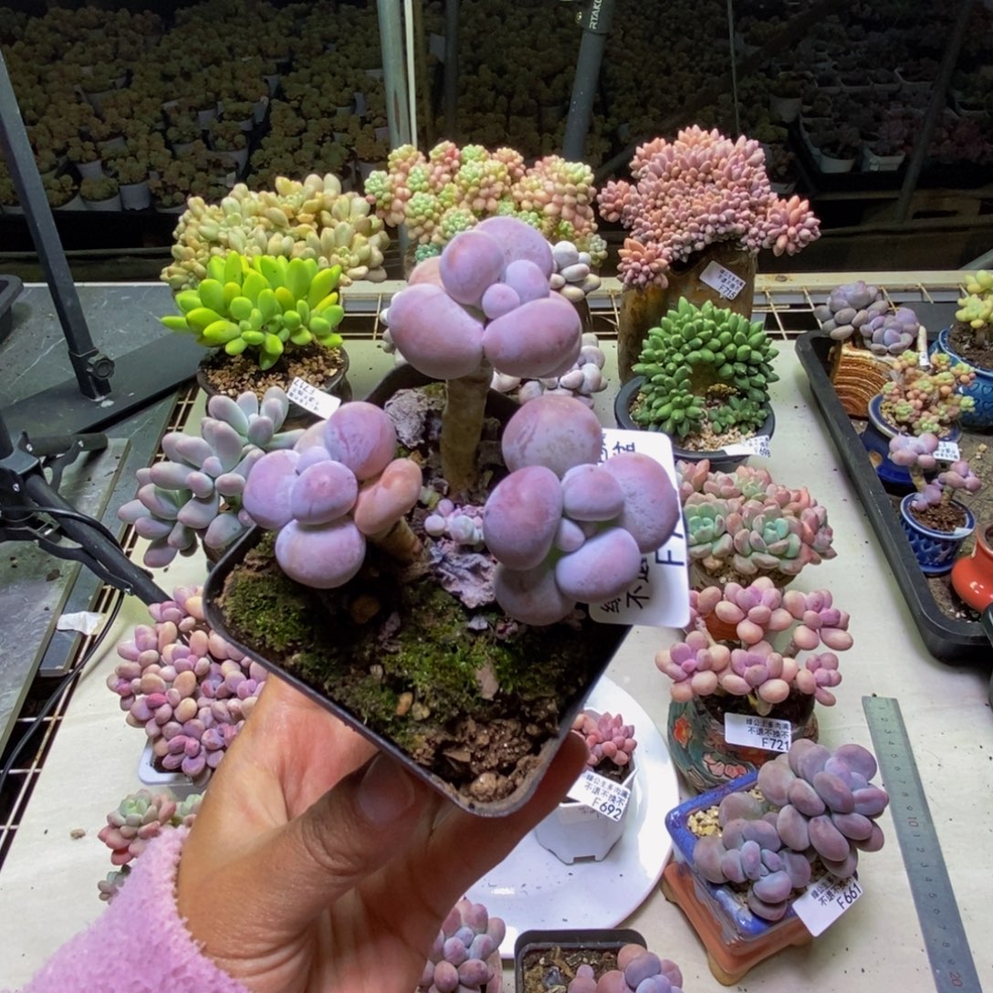 758芭比奶多肉7cm