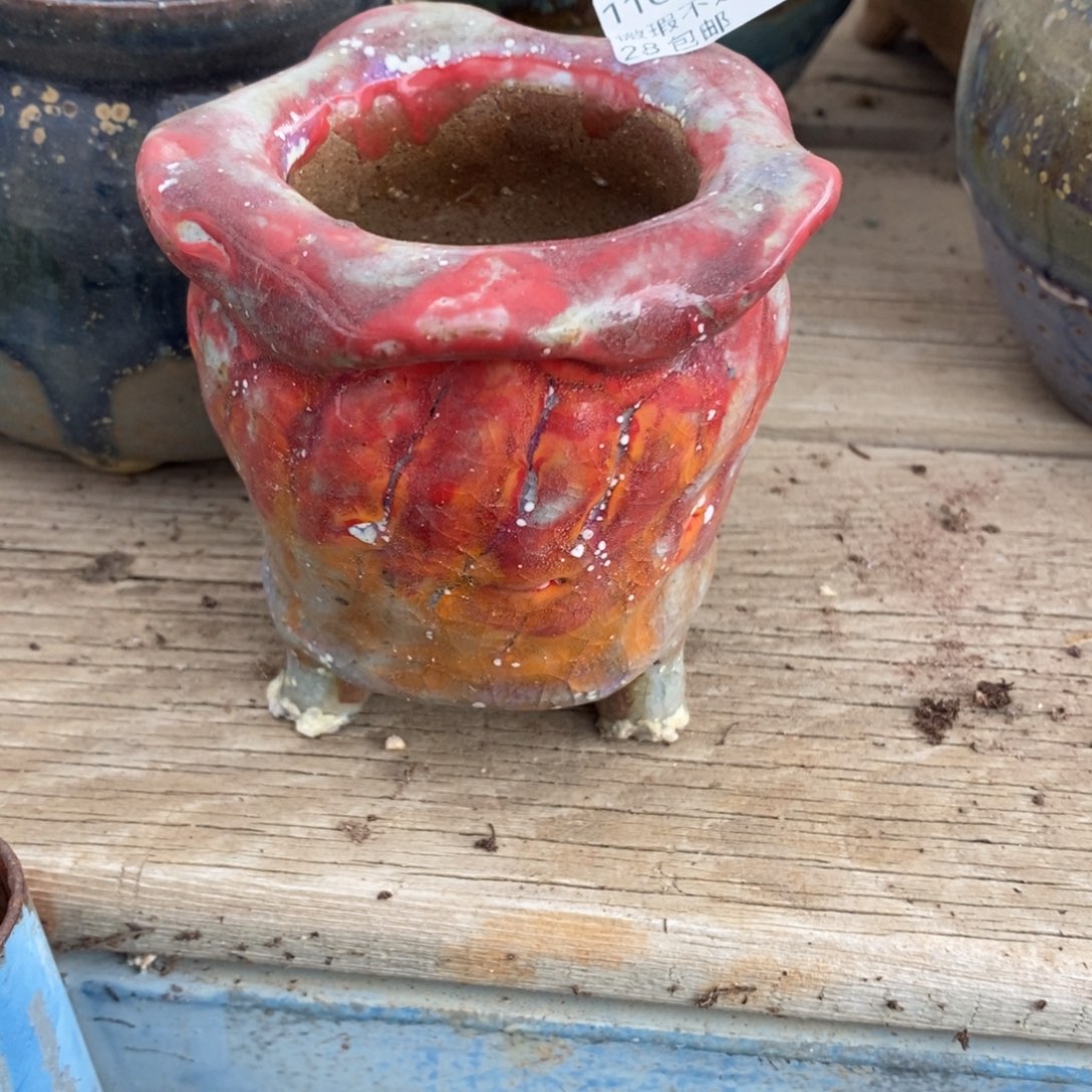 10号多肉盆口径5小可爱