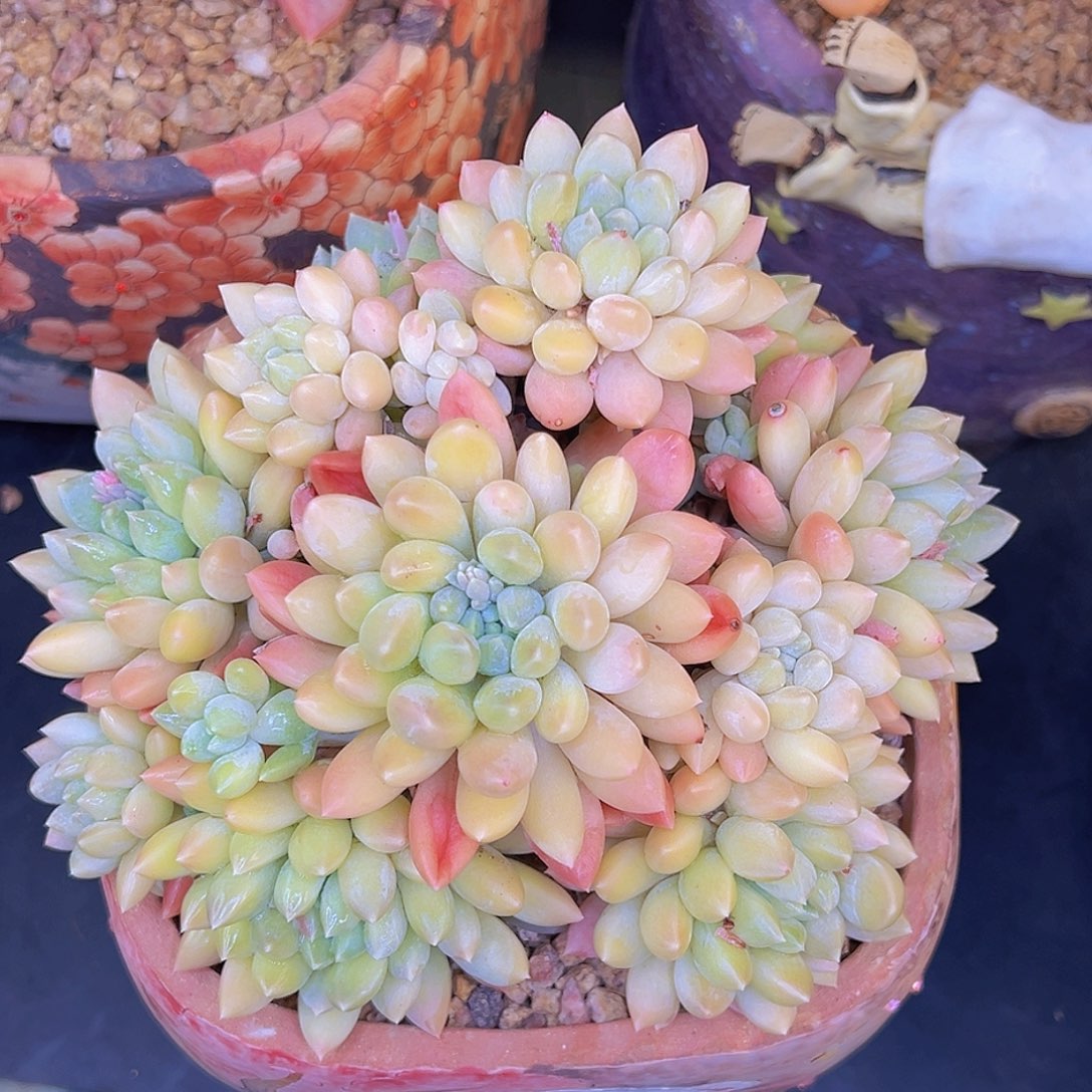 1111222885447778522奶