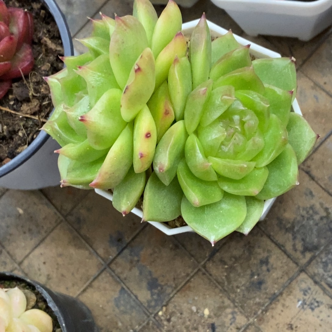 精品多肉一物一拍不包整79