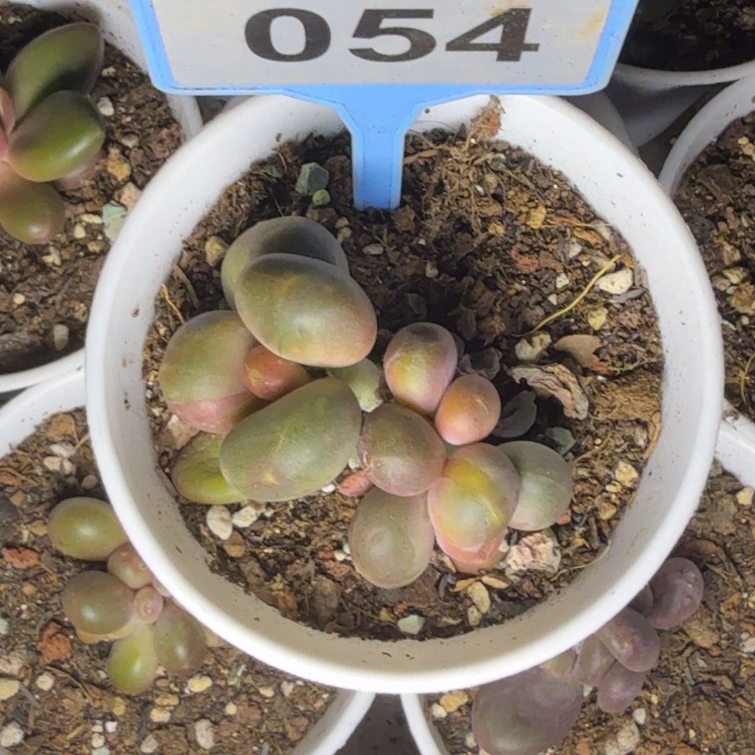 多肉植物芒果奶sp054