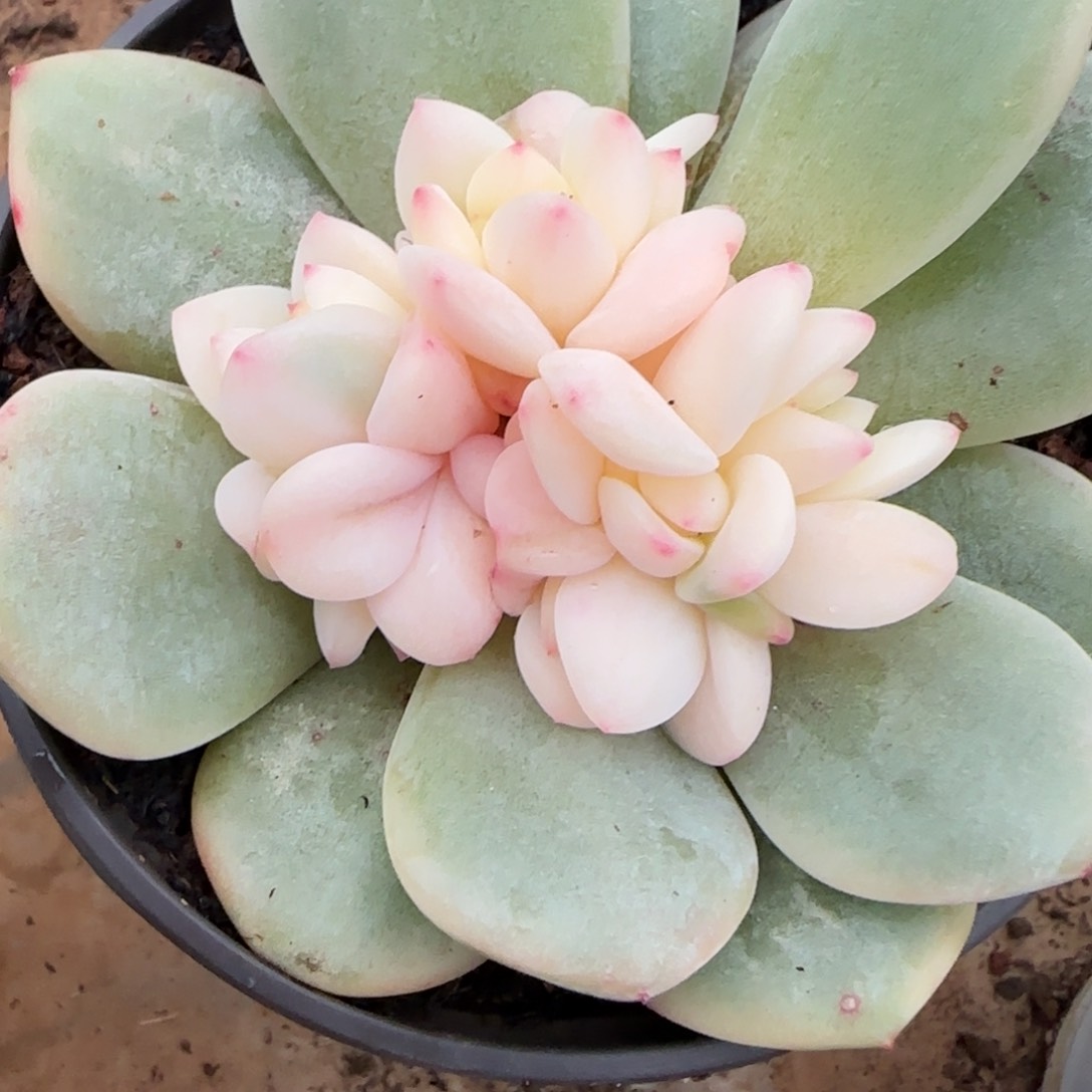 梦露锦群多肉植物