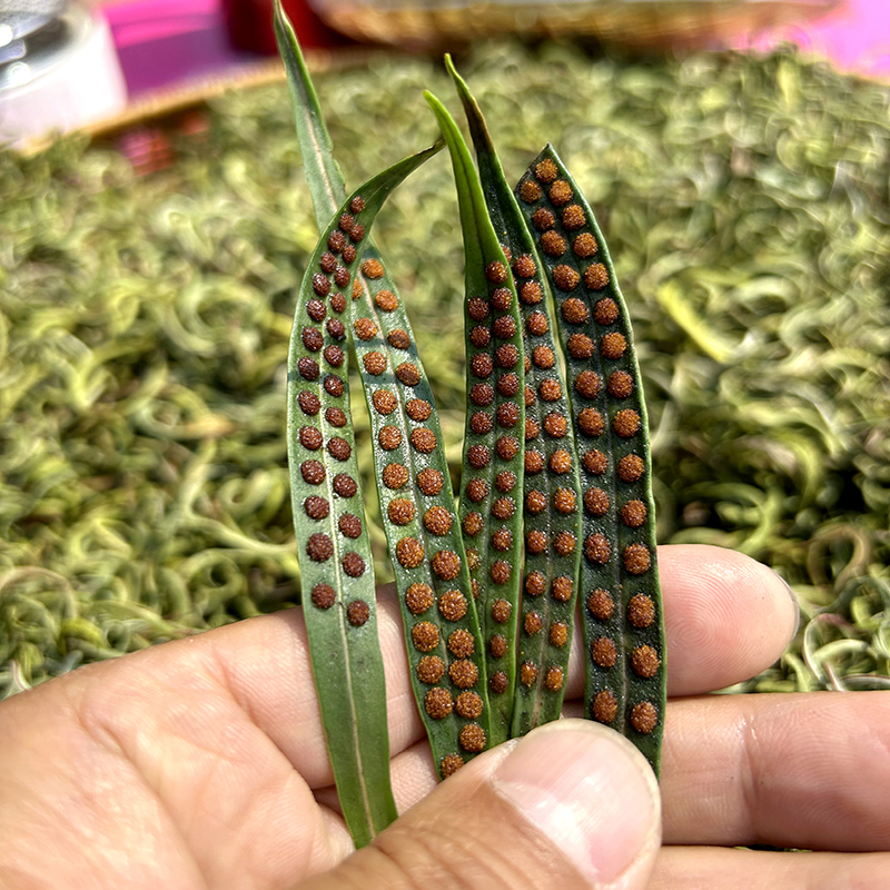 春城小叶黄金草嗷嗷叫茶天然养生泡水煮水泡酒绿色精挑细选