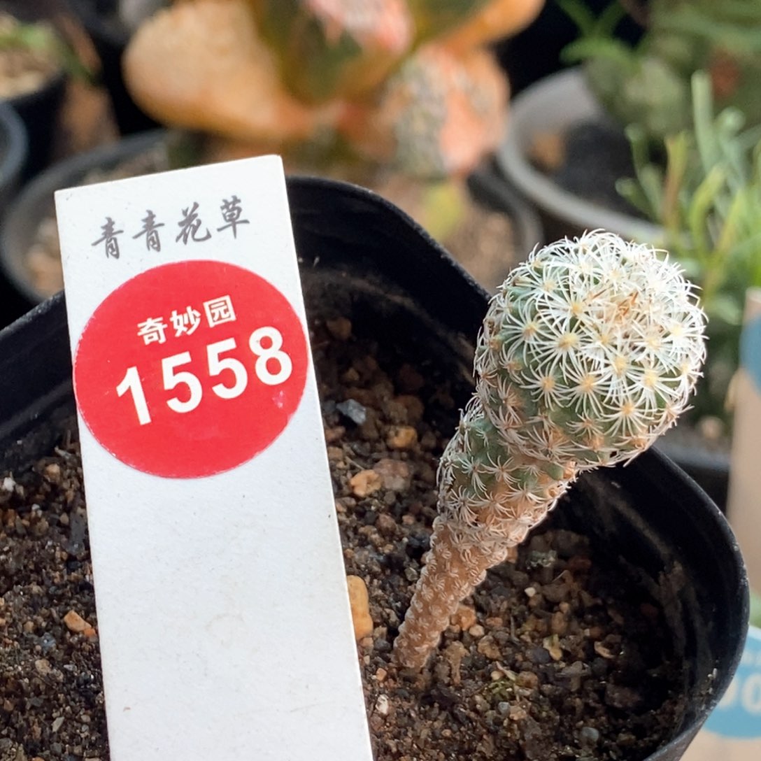 实生赤花美针玉1.6cm