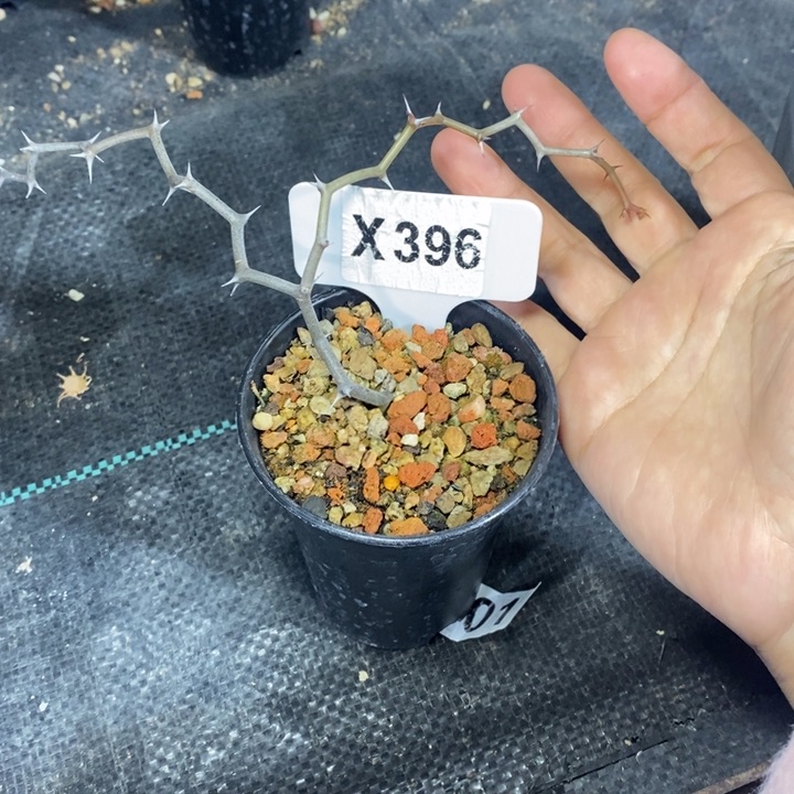 s****k福利弯曲龙！！！！！