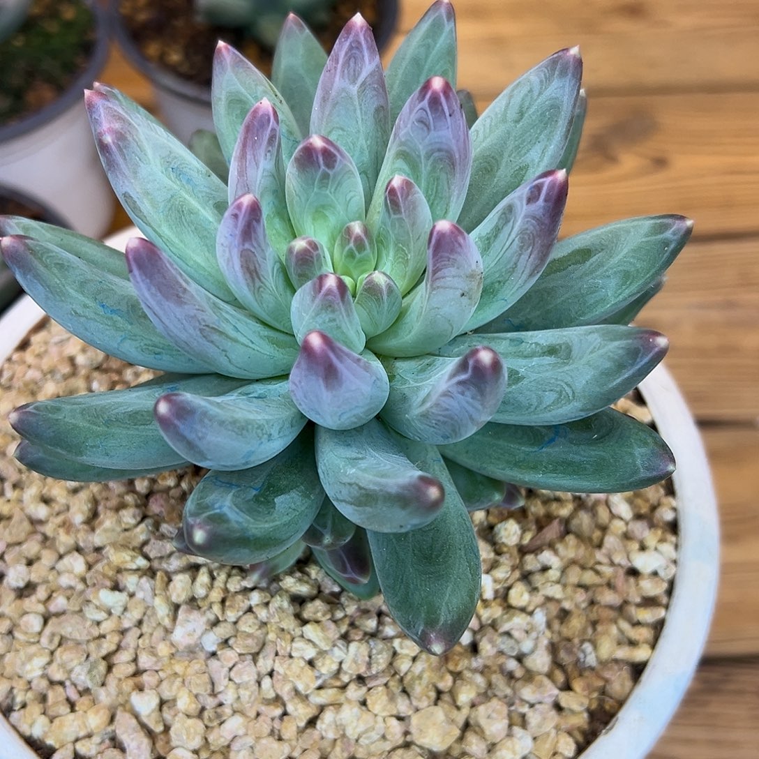 *****手捧雪黛莉，一物一拍