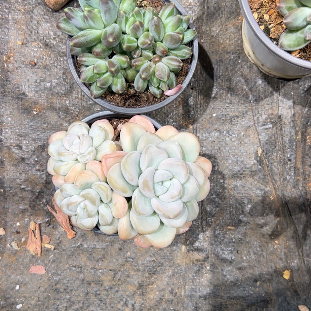 M***a多肉植物多肉多肉植物