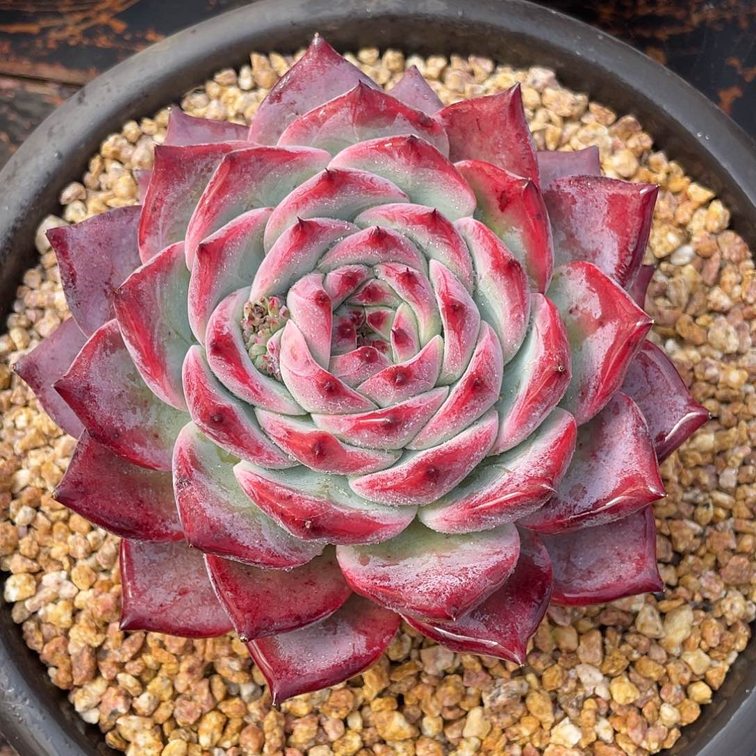 多肉植物一物一拍